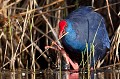  étang, oiseau, porphyrio porphyrio, porphyrion bleu, rallidés, Talève sultane, vertébrés 