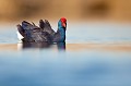  étang, oiseau, porphyrio porphyrio, porphyrion bleu, rallidés, Talève sultane, vertébrés 