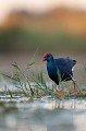  étang, oiseau, porphyrio porphyrio, porphyrion bleu, rallidés, Talève sultane, vertébrés 