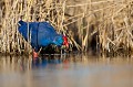  étang, oiseau, porphyrio porphyrio, porphyrion bleu, rallidés, Talève sultane, vertébrés 