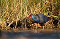  étang, oiseau, porphyrio porphyrio, porphyrion bleu, rallidés, Talève sultane, vertébrés 