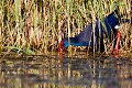  étang, oiseau, porphyrio porphyrio, porphyrion bleu, rallidés, Talève sultane, vertébrés 