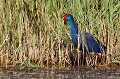  étang, oiseau, porphyrio porphyrio, porphyrion bleu, rallidés, Talève sultane, vertébrés 