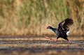  étang, oiseau, porphyrio porphyrio, porphyrion bleu, rallidés, Talève sultane, vertébrés 