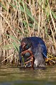  étang, oiseau, porphyrio porphyrio, porphyrion bleu, rallidés, Talève sultane, vertébrés 