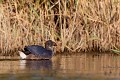  étang, oiseau, porphyrio porphyrio, porphyrion bleu, rallidés, Talève sultane, vertébrés 
