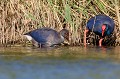  étang, oiseau, porphyrio porphyrio, porphyrion bleu, rallidés, Talève sultane, vertébrés 