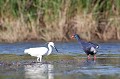  étang, oiseau, porphyrio porphyrio, porphyrion bleu, rallidés, Talève sultane, vertébrés 