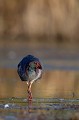  étang, oiseau, porphyrio porphyrio, porphyrion bleu, rallidés, Talève sultane, vertébrés 