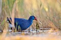  étang, oiseau, porphyrio porphyrio, porphyrion bleu, rallidés, Talève sultane, vertébrés 