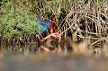  étang, oiseau, porphyrio porphyrio, porphyrion bleu, rallidés, Talève sultane, vertébrés 
