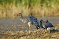  étang, oiseau, porphyrio porphyrio, porphyrion bleu, rallidés, Talève sultane, vertébrés 