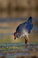  étang, oiseau, porphyrio porphyrio, porphyrion bleu, rallidés, Talève sultane, vertébrés 