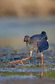  étang, oiseau, porphyrio porphyrio, porphyrion bleu, rallidés, Talève sultane, vertébrés 