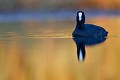 foulque macroule, vertébré, oiseau, fulica atra, étang, France 