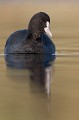  foulque macroule, vertébré, oiseau, fulica atra, étang, France 