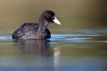  foulque macroule, vertébré, oiseau, fulica atra, étang, France 