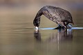  foulque macroule, vertébré, oiseau, fulica atra, étang, France 