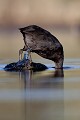  foulque macroule, vertébré, oiseau, fulica atra, étang, France 