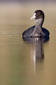  foulque macroule, vertébré, oiseau, fulica atra, étang, France 