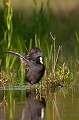  foulque macroule, vertébré, oiseau, fulica atra, étang, France 
