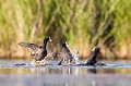  foulque macroule, vertébré, oiseau, fulica atra, étang, France 