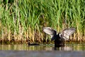  foulque macroule, vertébré, oiseau, fulica atra, étang, France 
