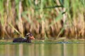  foulque macroule, vertébré, oiseau, fulica atra, étang, France 