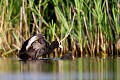  foulque macroule, vertébré, oiseau, fulica atra, étang, France 
