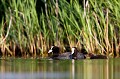  foulque macroule, vertébré, oiseau, fulica atra, étang, France 