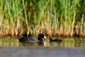 foulque macroule, vertébré, oiseau, fulica atra, étang, France 