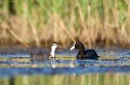  foulque macroule, vertébré, oiseau, fulica atra, étang, France 
