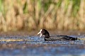  foulque macroule, vertébré, oiseau, fulica atra, étang, France 