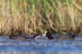  foulque macroule, vertébré, oiseau, fulica atra, étang, France 