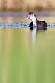  foulque macroule, vertébré, oiseau, fulica atra, étang, France 