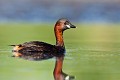  grèbe castagneux, tachybaptusruficollis, oiseau, vertébré, France, étang 