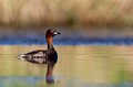  grèbe castagneux, tachybaptusruficollis, oiseau, vertébré, France, étang 