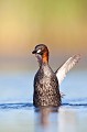  grèbe castagneux, tachybaptusruficollis, oiseau, vertébré, France, étang 
