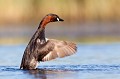  grèbe castagneux, tachybaptusruficollis, oiseau, vertébré, France, étang 