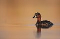  grèbe castagneux, tachybaptusruficollis, oiseau, vertébré, France, étang 