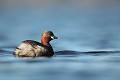  grèbe castagneux, tachybaptusruficollis, oiseau, vertébré, France, étang 