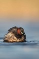  grèbe castagneux, tachybaptusruficollis, oiseau, vertébré, France, étang 