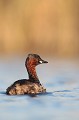 grèbe castagneux, tachybaptusruficollis, oiseau, vertébré, France, étang 