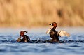  grèbe castagneux, tachybaptusruficollis, oiseau, vertébré, France, étang 