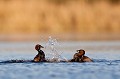  grèbe castagneux, tachybaptusruficollis, oiseau, vertébré, France, étang 