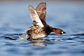  grèbe castagneux, tachybaptusruficollis, oiseau, vertébré, France, étang 