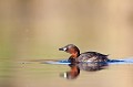  grèbe castagneux, tachybaptusruficollis, oiseau, vertébré, France, étang 