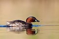  grèbe castagneux, tachybaptusruficollis, oiseau, vertébré, France, étang 
