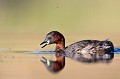  grèbe castagneux, tachybaptus ruficollis, oiseau, vertébré, France, étang 