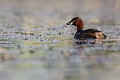  grèbe castagneux, tachybaptus ruficollis, oiseau, vertébré, France, étang 